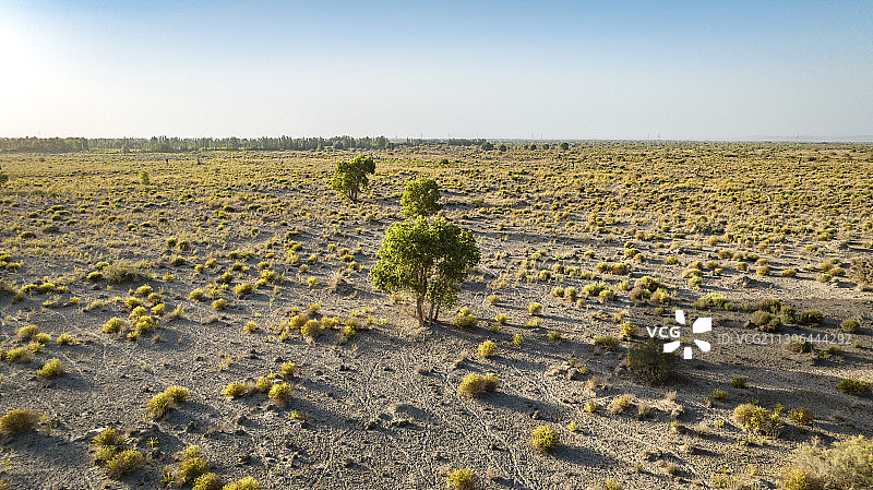南疆若羌的绿洲图片素材