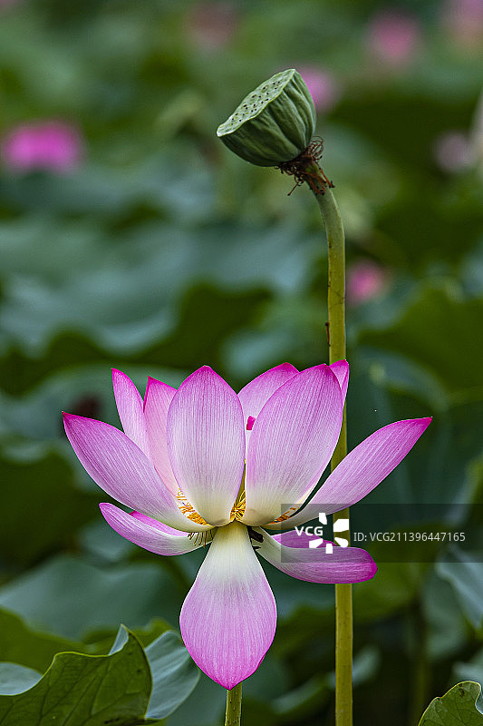 荷花与莲蓬图片素材