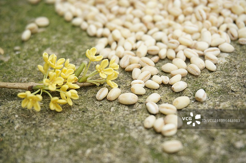 大麦仁，胚芽米，运用低温烘培技术的粗粮，五谷杂粮，干货，食物，粮食，粥粮图片素材