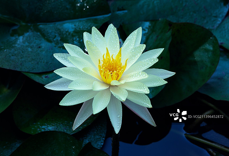 楚楚莲花图片素材