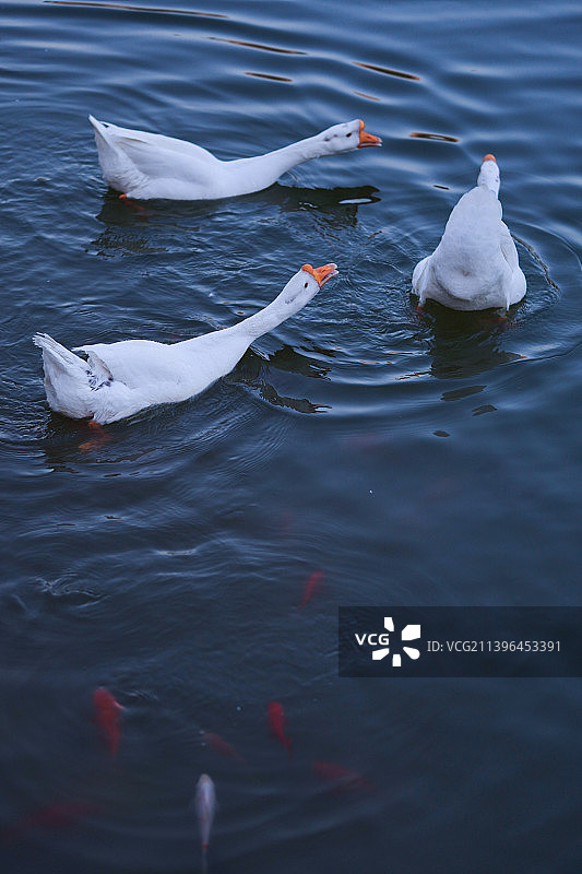 鹅鹅鹅鱼鱼鱼图片素材