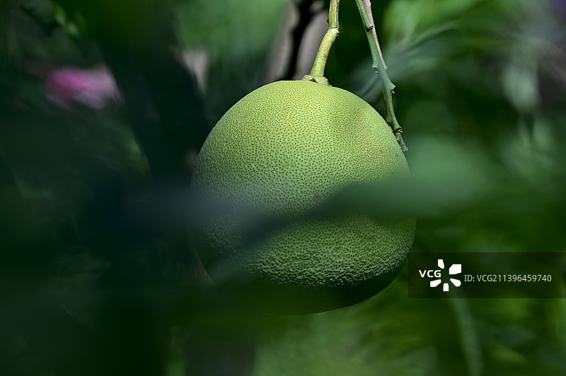 写意柚子图片素材