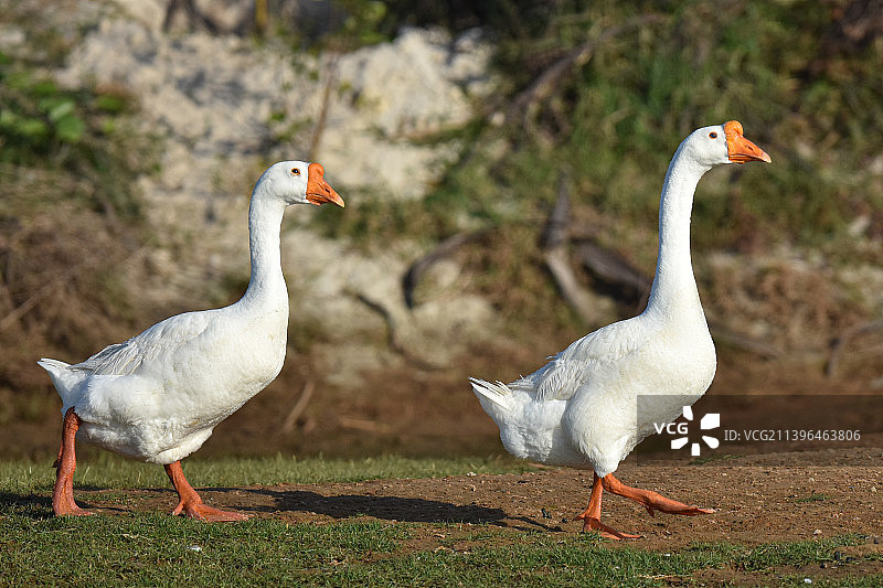 两只大白鹅走在田坎上图片素材