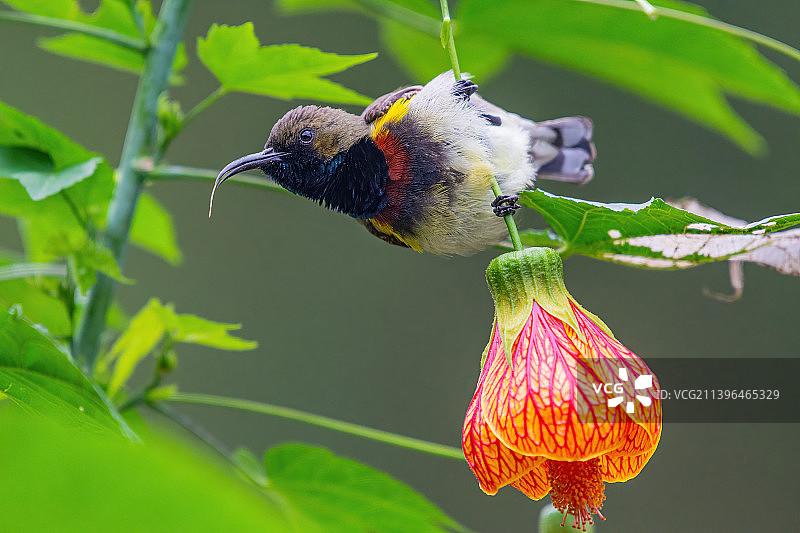 黄腹花蜜鸟图片素材