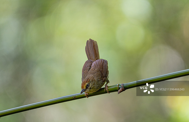 纹胸巨鹛图片素材