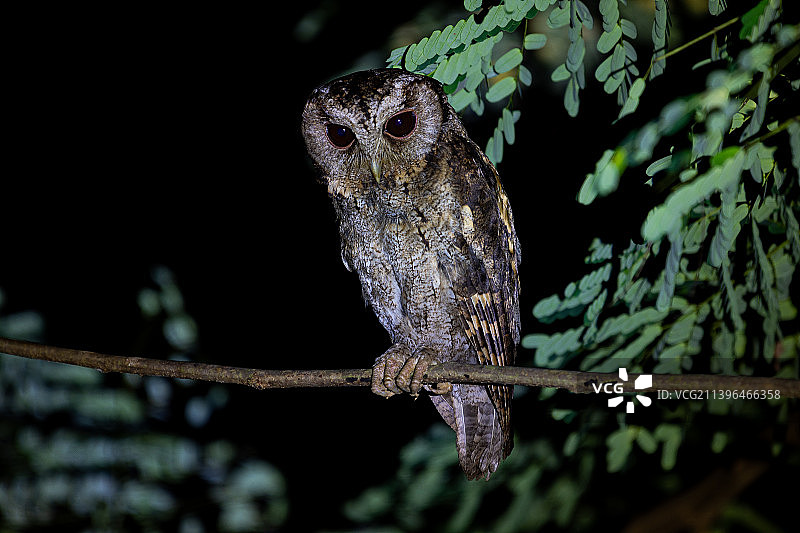 领角鸮图片素材