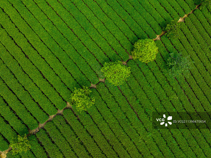 《广西上林县大明山万古茶园》图片素材