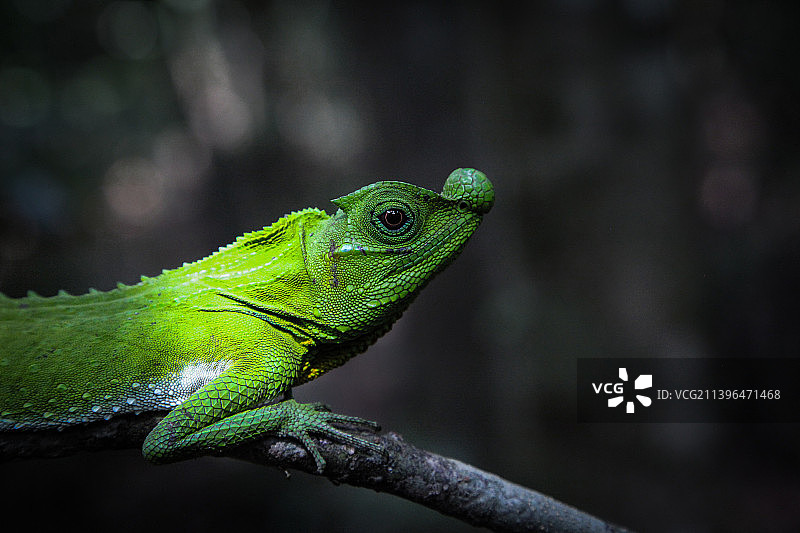树上蜥蜴的特写镜头图片素材