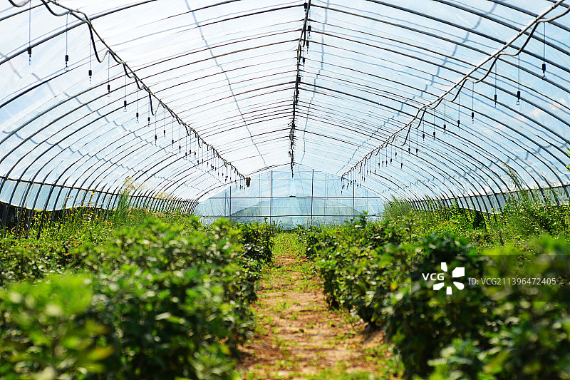 大棚种植设施农业图片素材