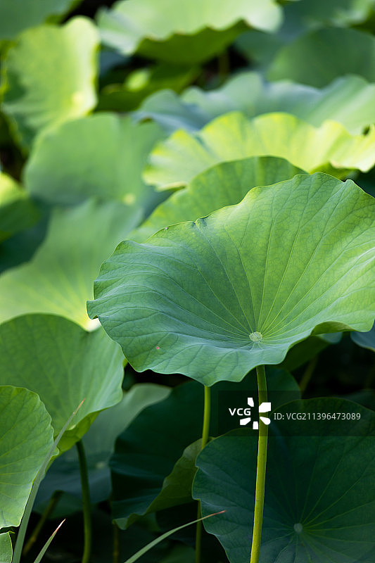 夏天池塘里的荷花图片素材