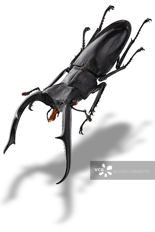 巨颚叉角锹甲图片素材