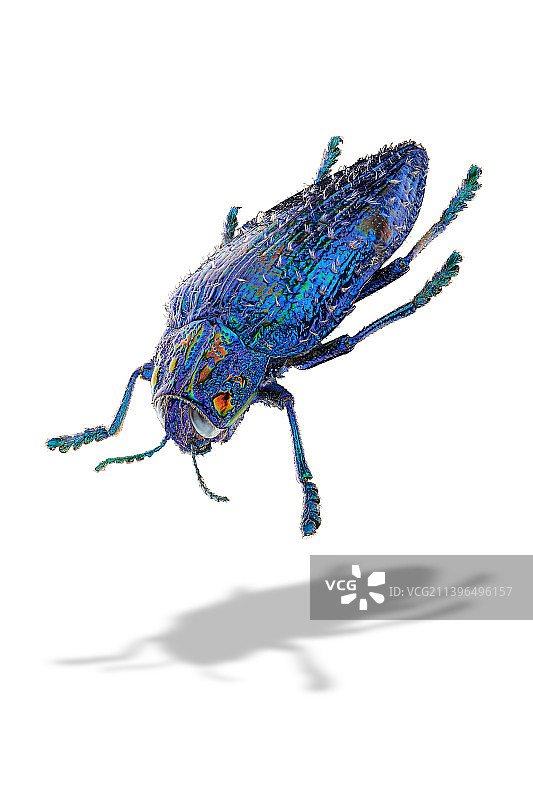 白色背景下的马岛毛簇吉丁虫标本图片素材