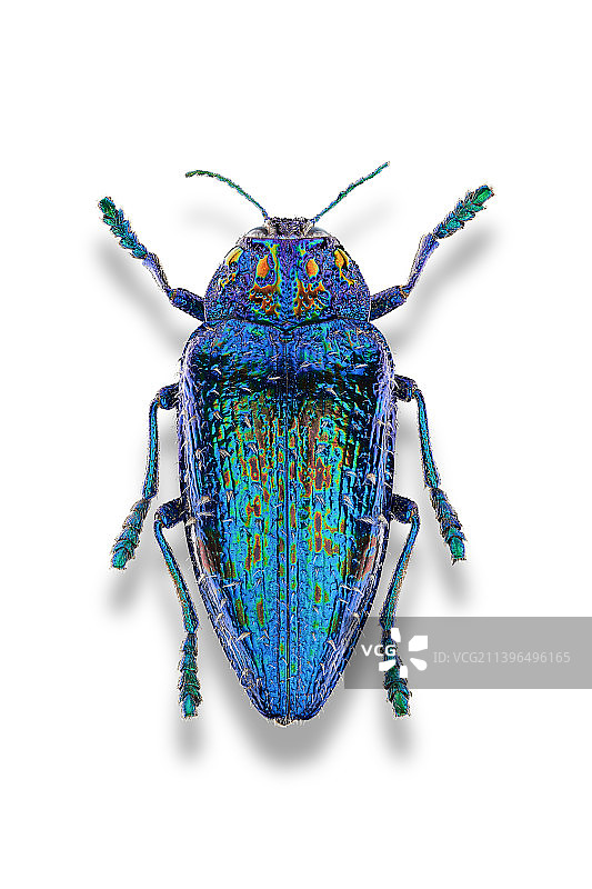 白色背景下的马岛毛簇吉丁虫标本图片素材