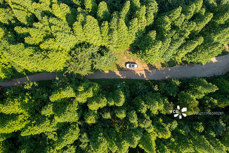 森林里的林道图片素材