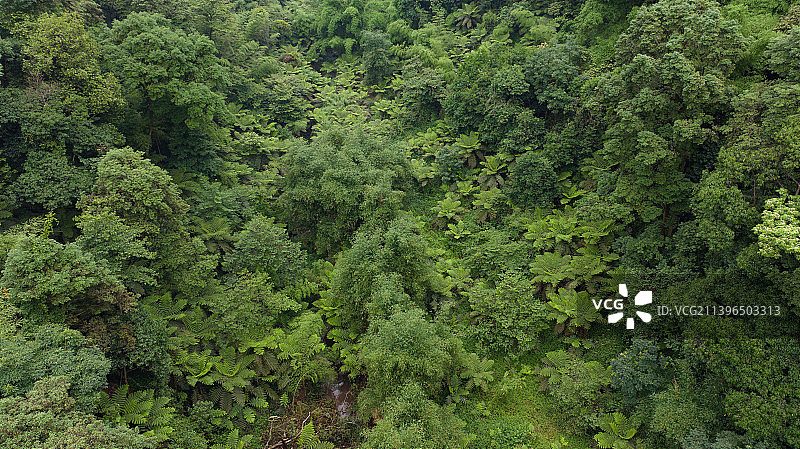 五通桥桫椤峡谷图片素材