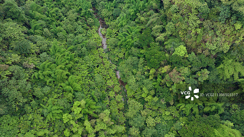 五通桥桫椤峡谷图片素材