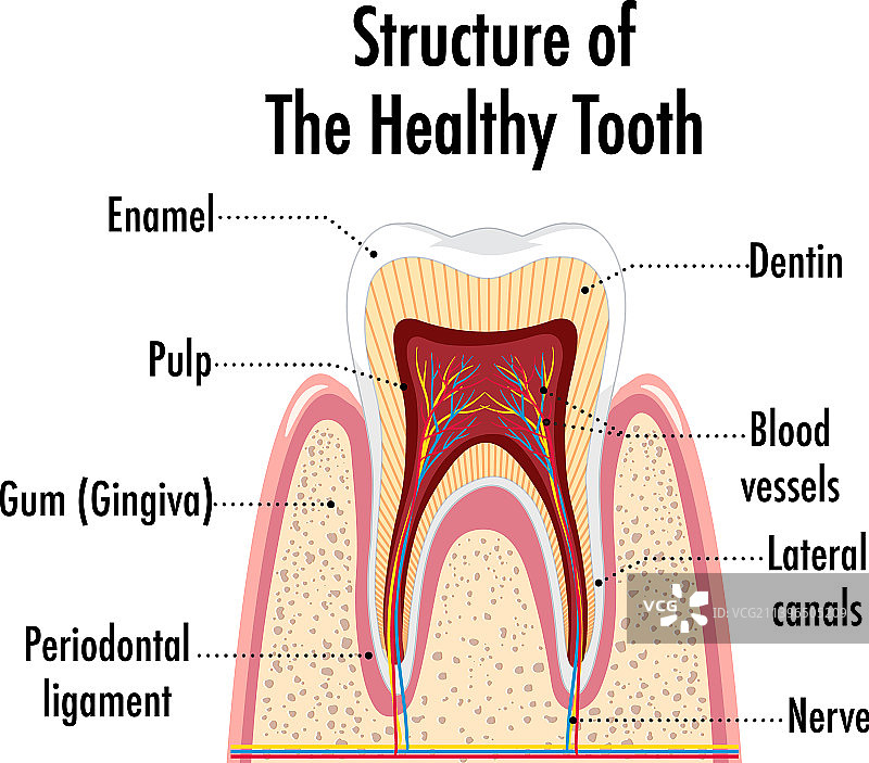 健康人体结构信息图图片素材