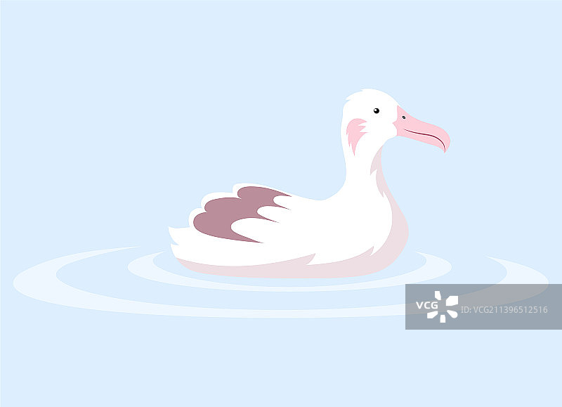 水鸟海鸥在水上游动的白色水禽图片素材