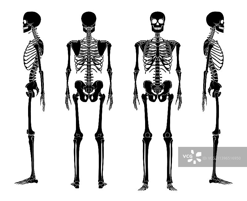 骷髅剪影人体骨骼手腿合集图片素材