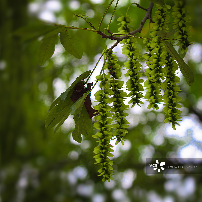 几串榆钱，榆钱又名榆实、榆子、榆仁、榆荚仁，是榆树的翅果。形状似钱而小，成串，因其形圆薄如钱币，故而图片素材
