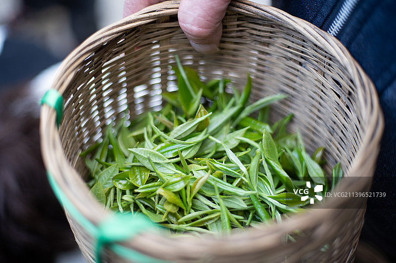 采茶制茶图片素材