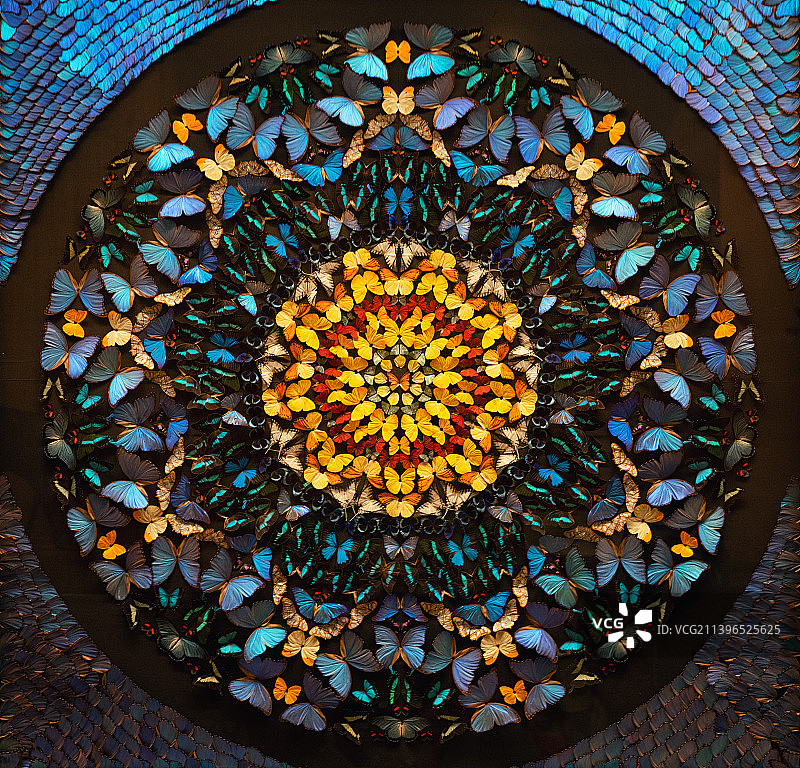 蝴蝶新生图片素材