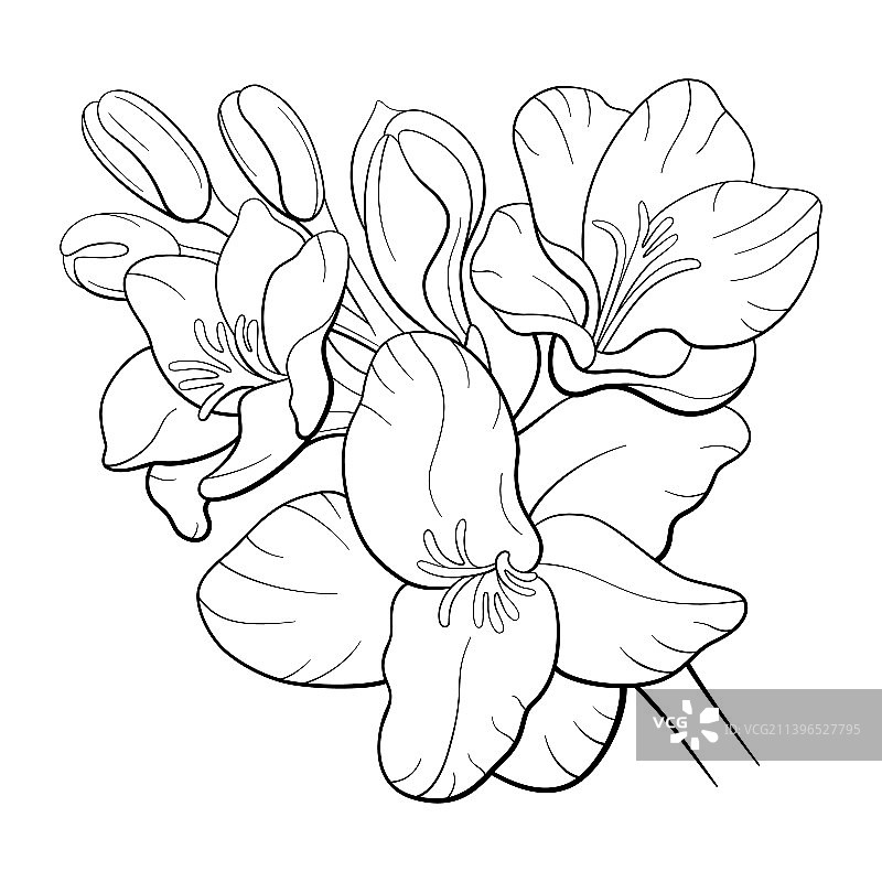 抽象小苍兰花轮廓图片素材