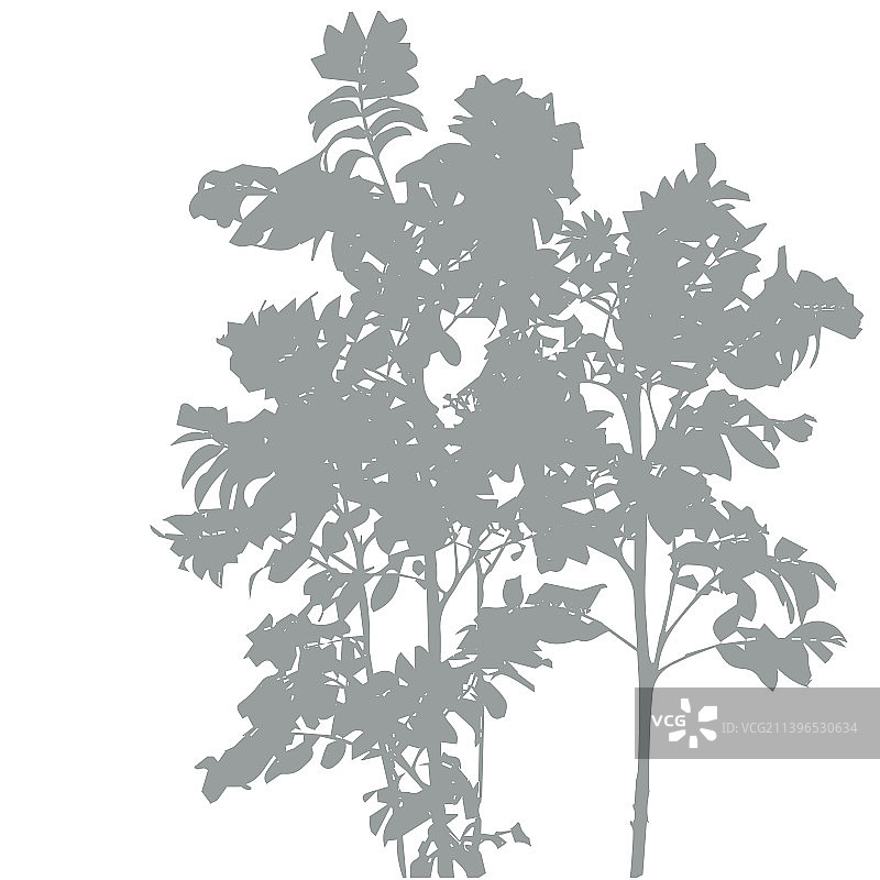 墙上植被的阴影图片素材