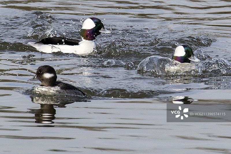 雄性小斑头秋沙鸭追逐另一只远离雌性图片素材