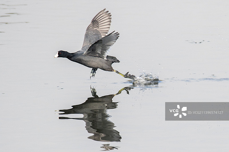 起飞的美国骨顶鸡图片素材