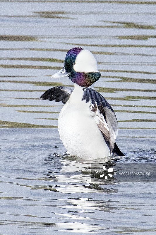 雄性小斑头秋沙鸭拍打翅膀图片素材