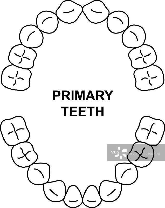 儿童上颌乳牙解剖结构图片素材