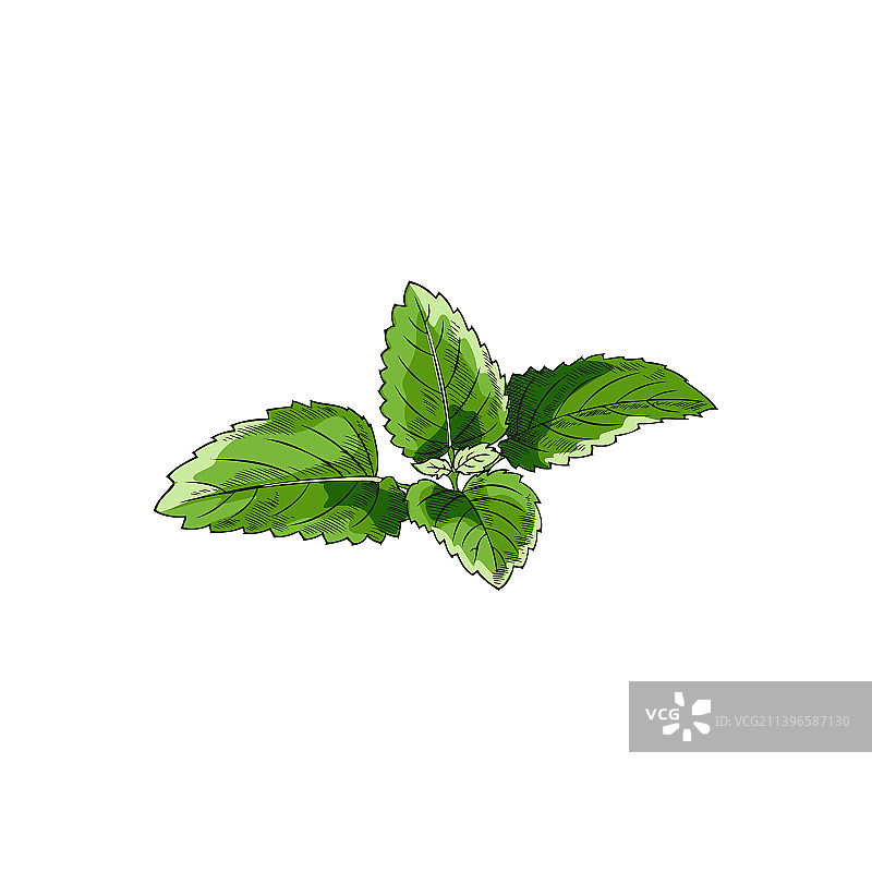 薄荷植物复古手绘草图图片素材