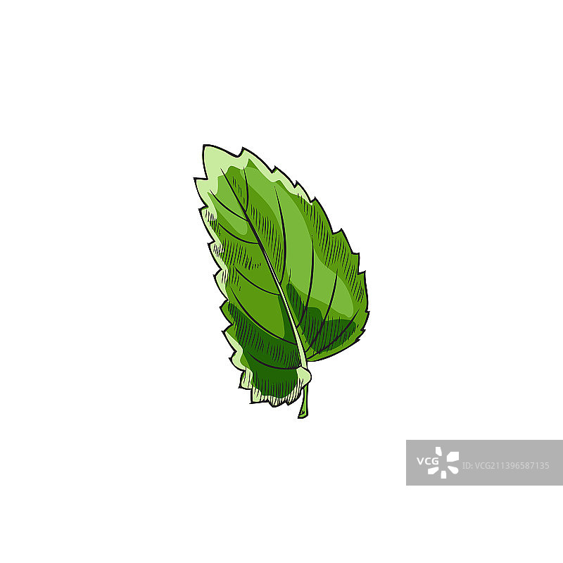 手绘香蜂花或薄荷叶草图图片素材