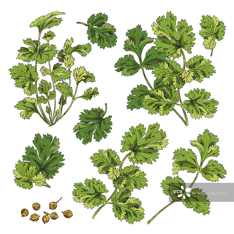 绿色香菜叶植物树枝素材集图片素材