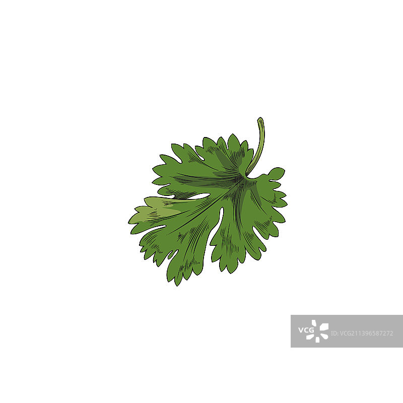手绘香菜或欧芹绿叶草图图片素材