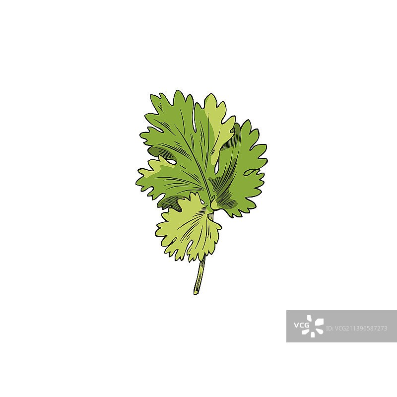 手绘新鲜绿色香菜叶图片素材