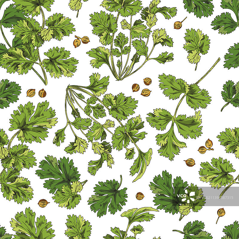 绿色香菜枝无缝图案图片素材