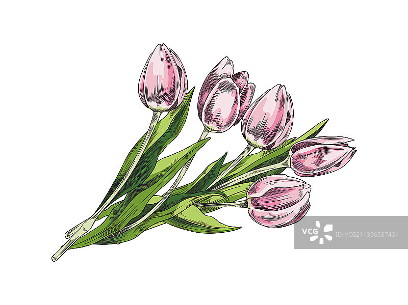 手绘郁金香粉色花束图片素材