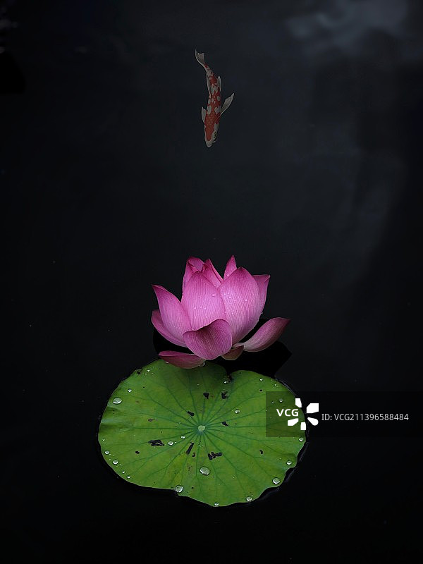 为荷而来图片素材