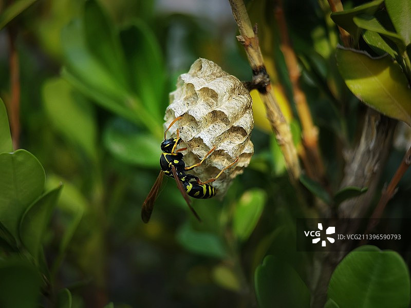 蜂巢和蜂图片素材