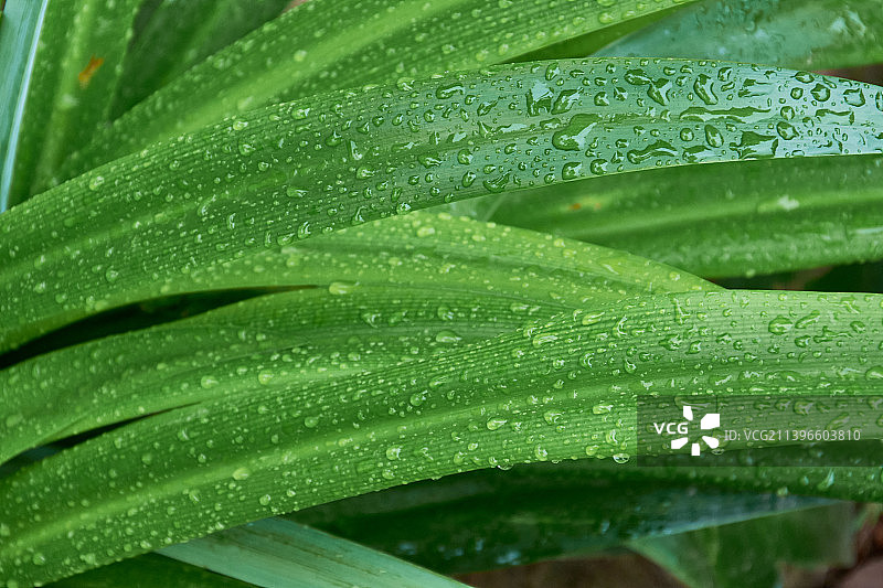 淮安柳树湾夏日清晨雨后的叶子图片素材