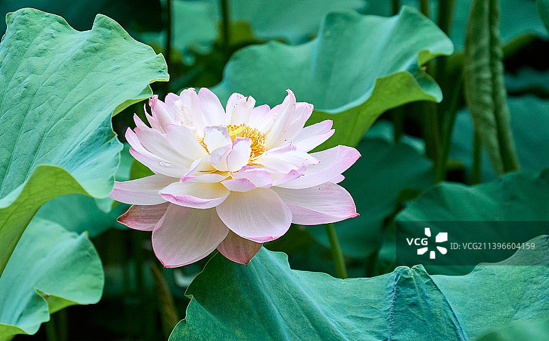 淮安柳树湾夏日清晨的荷花图片素材