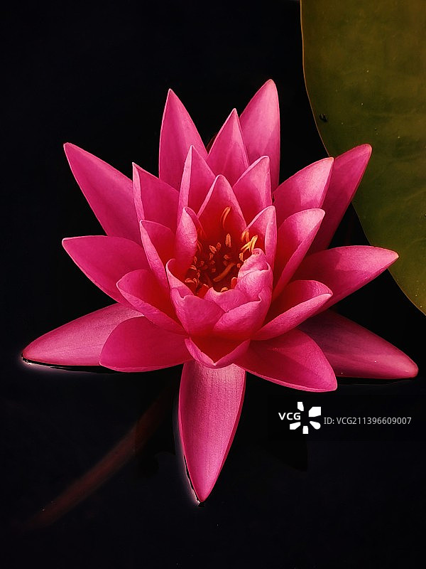 红色睡莲图片素材