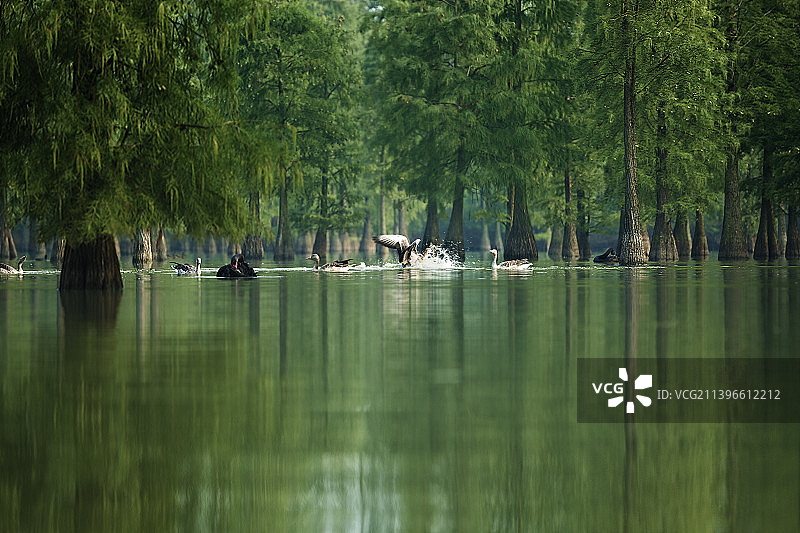 水中的嬉闹+池杉湖湿地公园（安徽滁州）图片素材