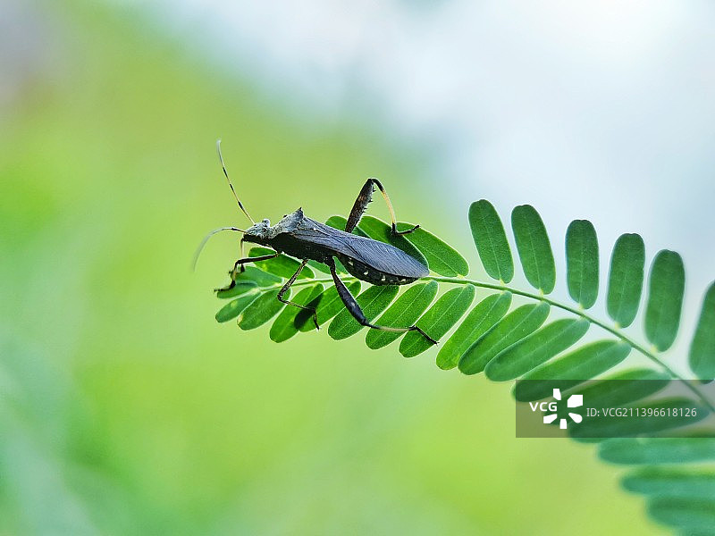绿叶上的蝽图片素材