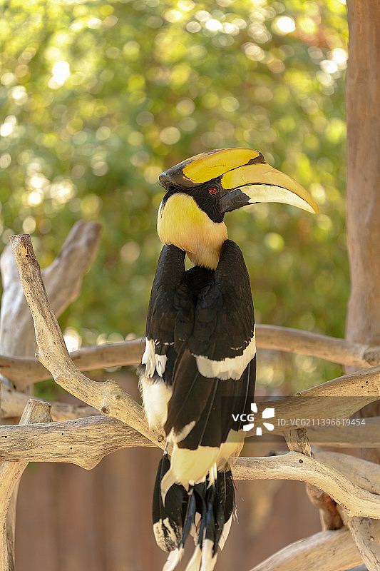 鸟栖息在树枝上的特写镜头图片素材