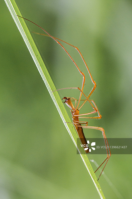 竹节虫图片素材