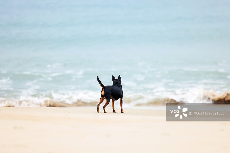 户外嬉戏的小鹿犬图片素材