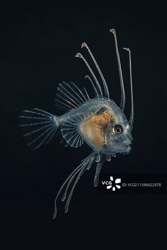 龙须狮子鱼 海底 透明生物图片素材
